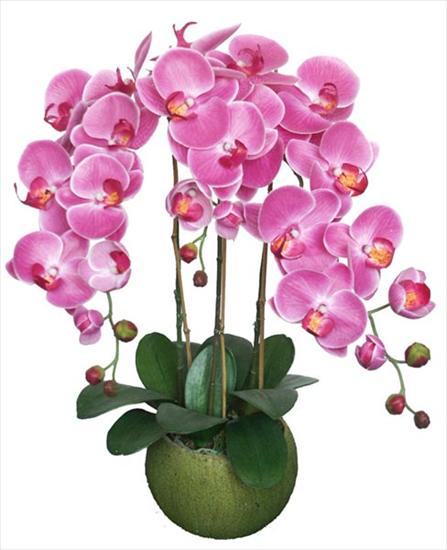 kwiaty - orchidea.jpg