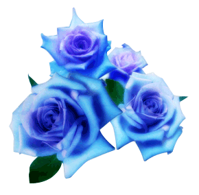 róże - kwiatki_www_gify_liq_pl 1691.gif