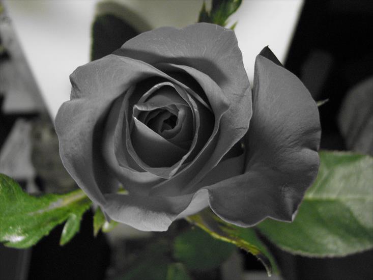Żałobne - ciemna róża.jpg