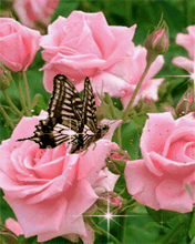 Motylki - gif_Motyl_Motyle_121.gif