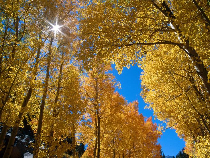 Krajobrazy Natura - Autumn Colors, Inyo National Forest, California.jpg